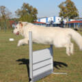 Obedience – die „Hohe Schule“ des Hundesports